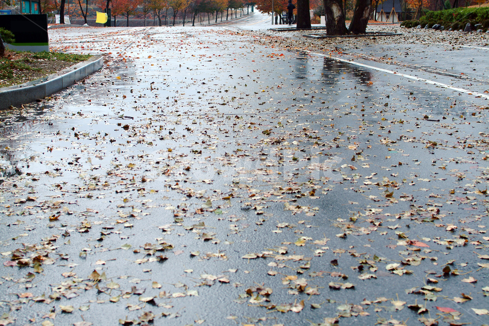 가을,비,캠버스,도로,낙엽,가을,계절,fall,autumn,season,plant,식물
