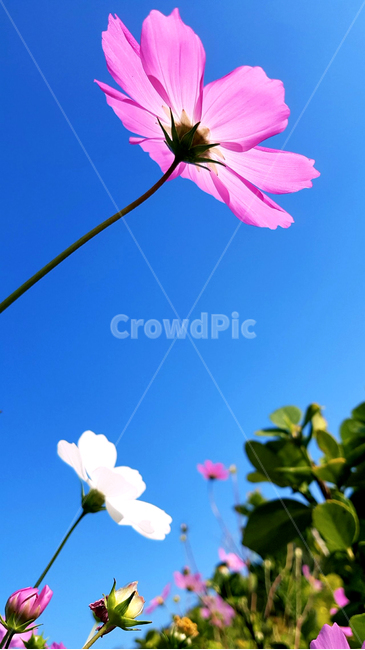 코스모스,가을,핑크,화이트,파란하늘,가을,계절,fall,autumn,season,식물,자연,plants,nature,꽃,flower,plant,blossom,petal,꽃잎