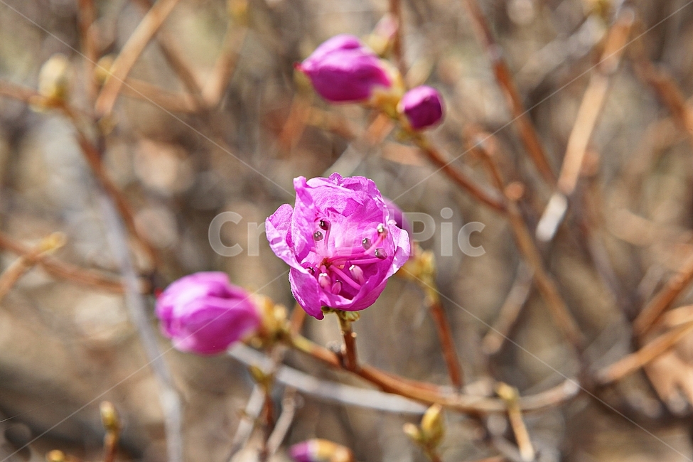 진달래,꽃,꽃잎,봄꽃,봄,식물,자연,식물,자연,plants,nature,꽃,flower
