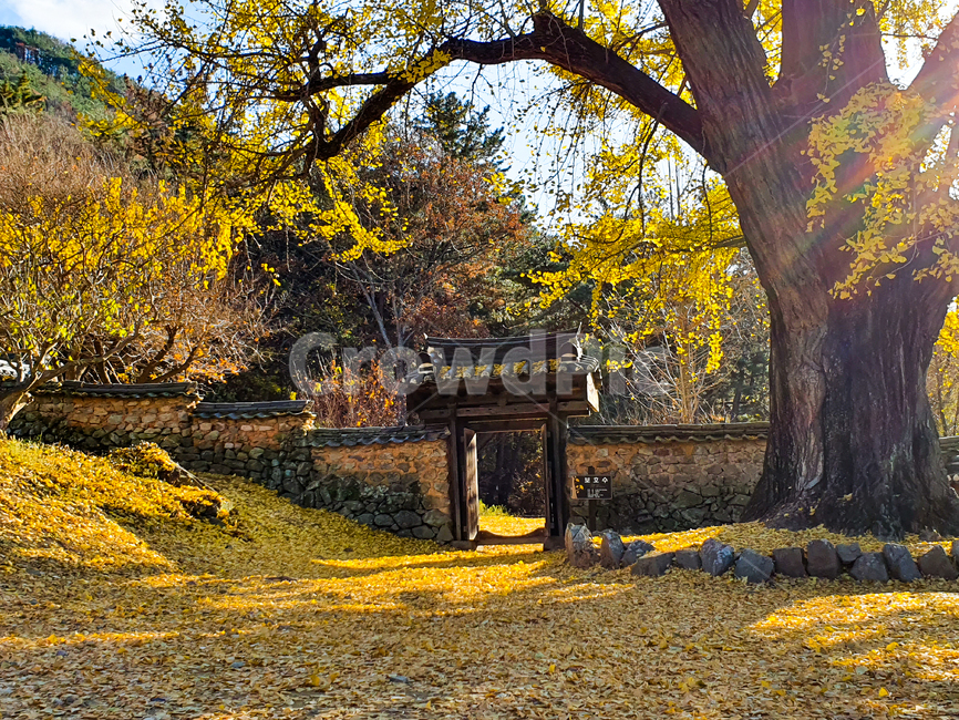tree,나무,plant,식물,treetrunk,나무줄기,자연,은행나무,가을,계절,fall,autumn,season,한국전통,한국문화,korean traditional,korean culture