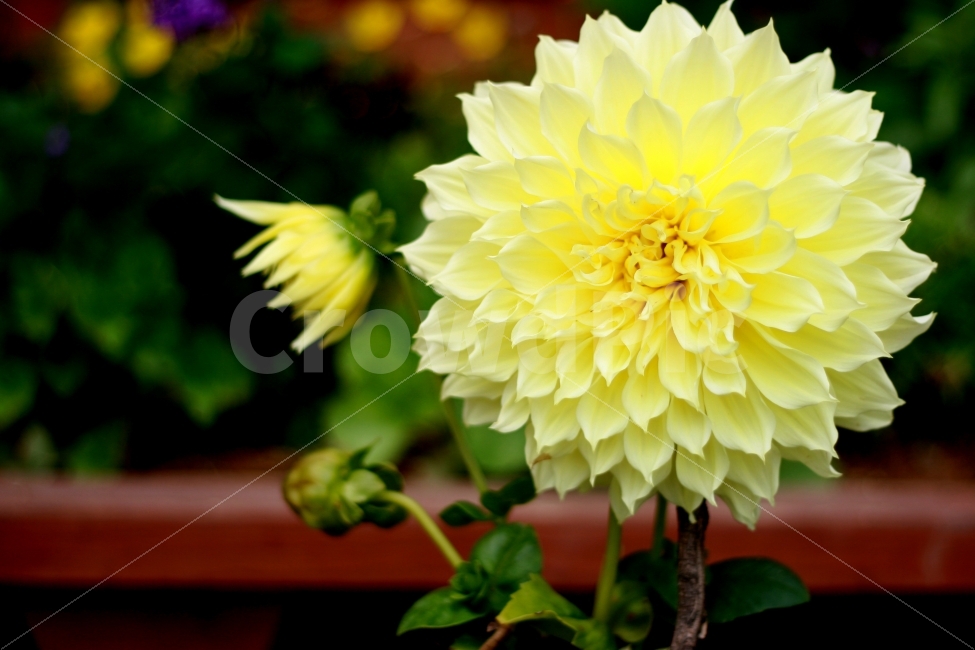 꽃,활짝핀꽃,노란꽃,국화,국화꽃,식물,자연,plants,nature,꽃,flower