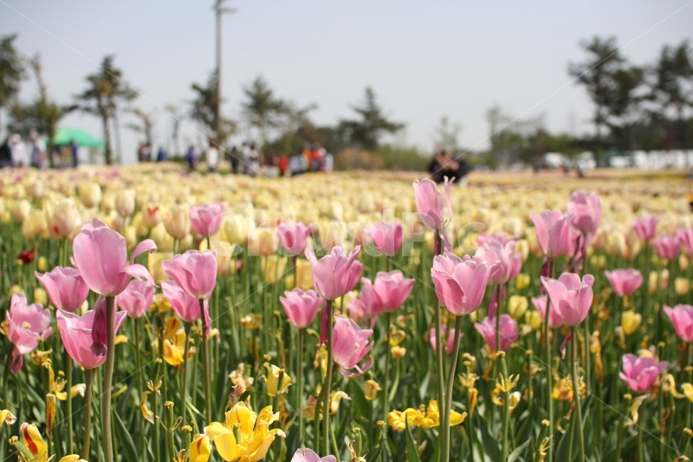 튤립,꽃,봄,식물,화사함,식물원,꽃축제,spring,tulip,flower,봄,계절,spring,season,식물,자연,plants,nature,꽃,flower,plant