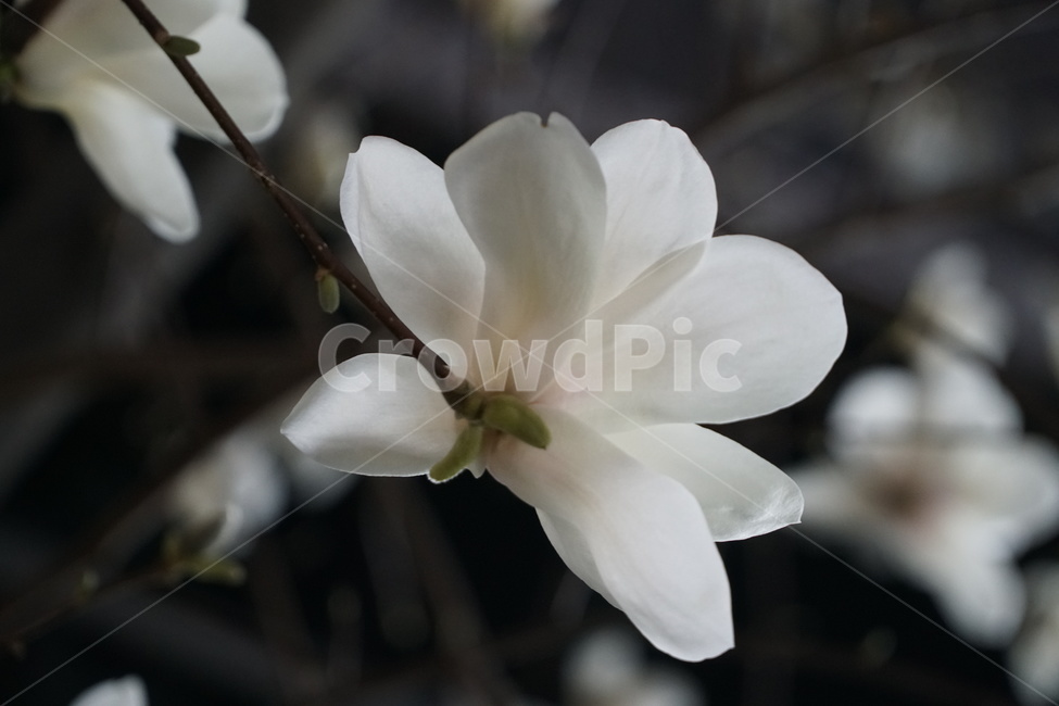 목련,꽃,봄꽃,매그놀리아,magnolia,식물,자연,plants,nature,꽃,flower