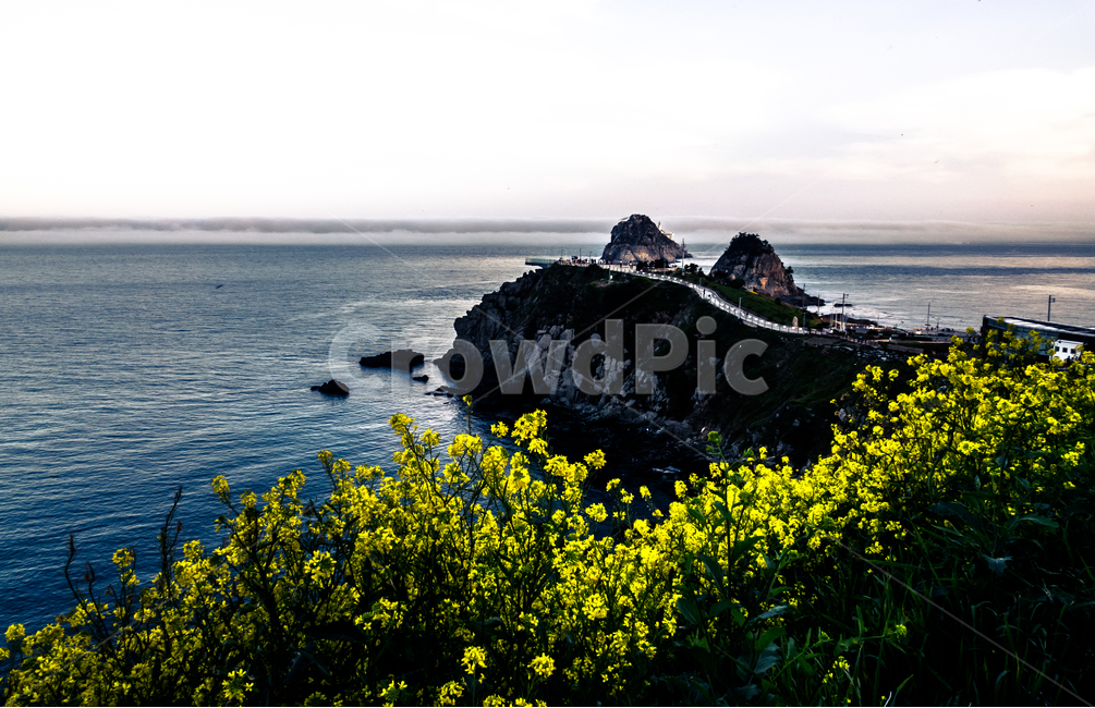 오륙도,유채꽃,꽃,바다,스카이워크,자연,한국풍경,봄,계절,spring,season,자연,풍경,nature,landscape,한국자연풍경,한국자연경관,korea nature landscape,promontory,곶,adventure,모험,leisure activities,레저 활동
