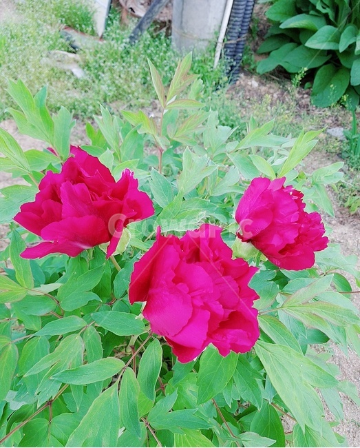 plant,식물,rose,flower,꽃,blossom,geranium,제라늄,핫핑크,세송이,빨간꽃,식물,자연,plants,nature,꽃,flower