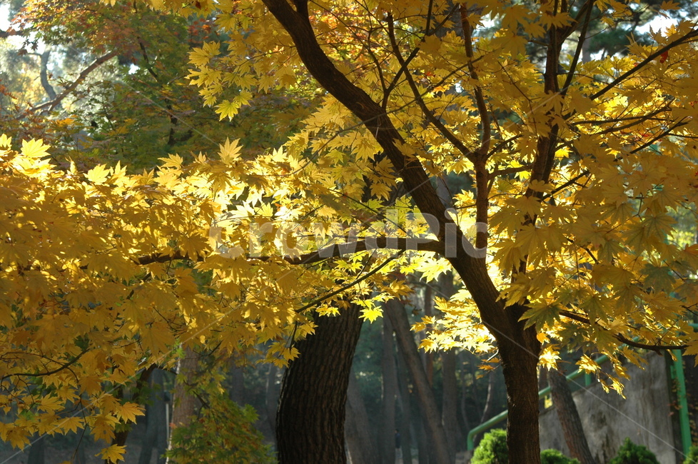 노란색,단풍,가을,계절,햇살,가을,계절,fall,autumn,season,leaf,잎,plant,식물,tree,나무,maple