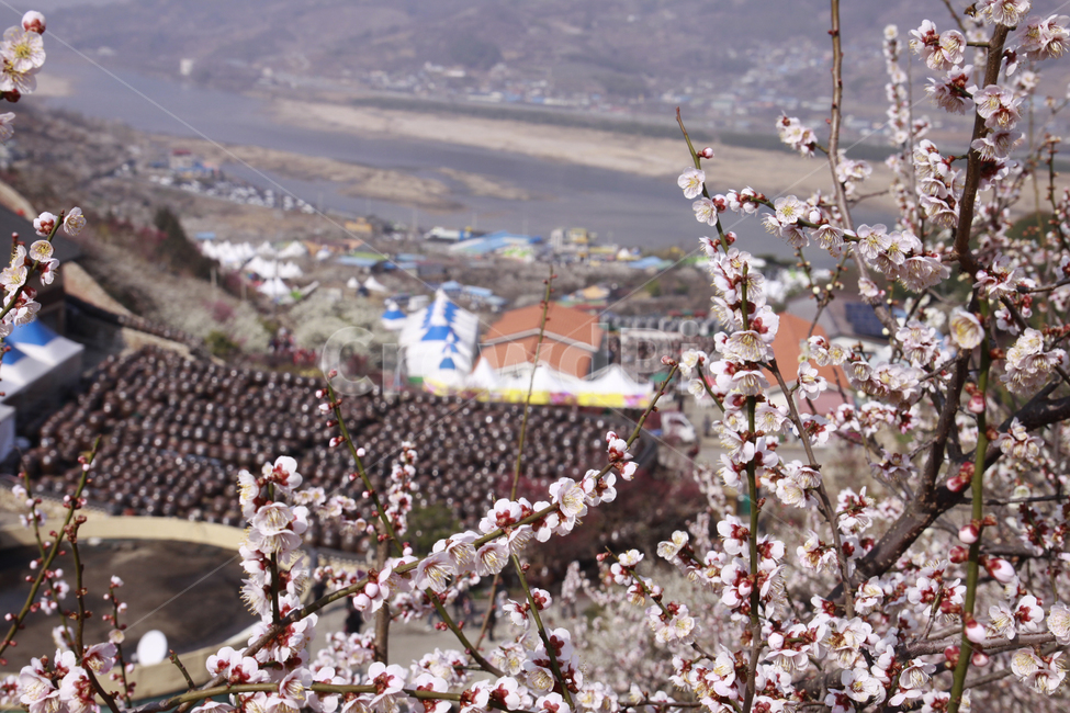 매화꽃,봄,봄꽃,풍경,자연,계절,꽃,spring,season,nature,flower,봄,계절,spring,season,식물,자연,plants,nature,꽃,flower,plant