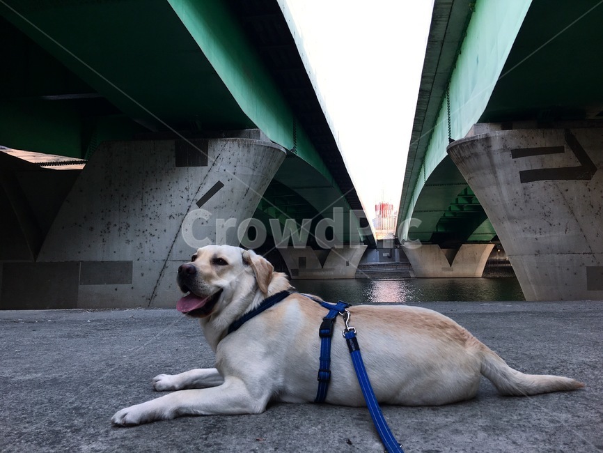 래브라도리트리버,리트리버,대형견,강아지,견공,개,animal,dog,pet,미소,동물,animal,포유류,mammal,개,강아지,dog,doggy