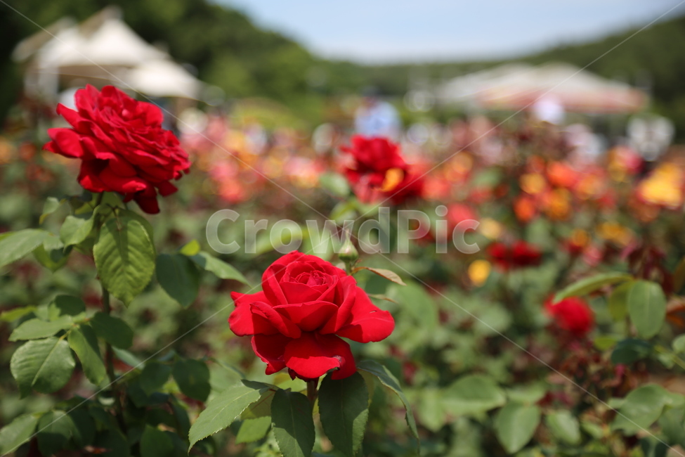로즈,장미,식물,꽃,rose,flower
