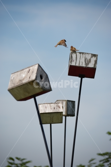 새,참새,동물,조류,하늘,새집,하늘공원,동물,animal,조류,새,birds