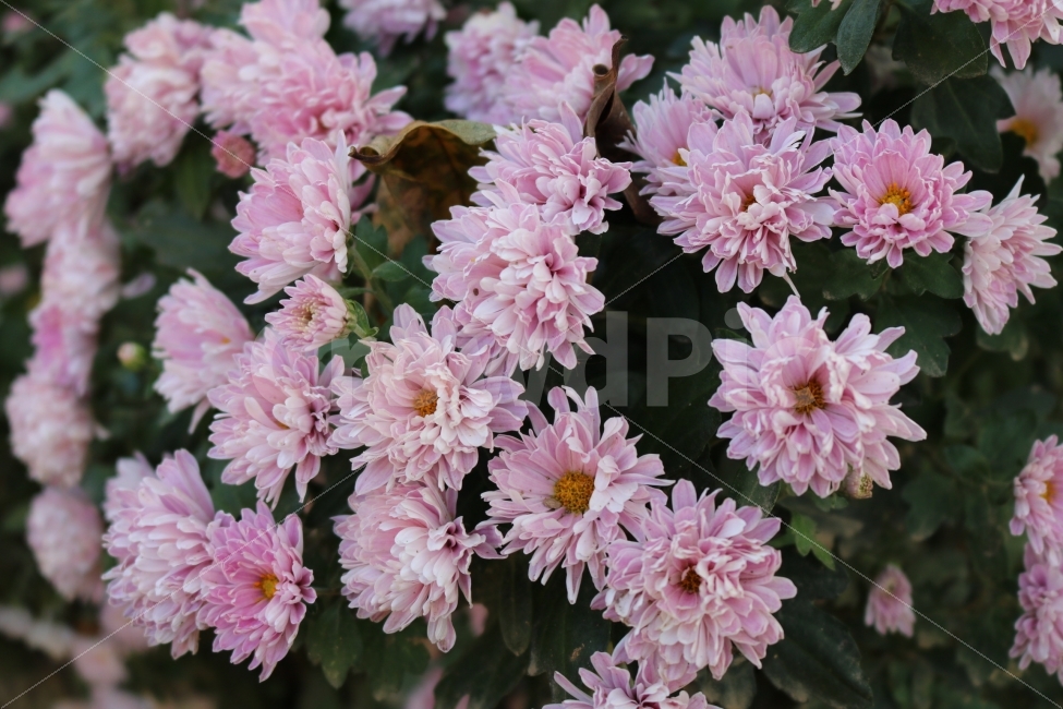 꽃,들꽃,힐링,풍경,자연,식물,자연,plants,nature,꽃,flower
