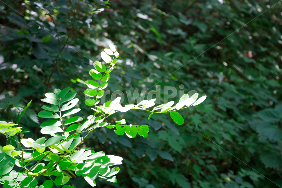 아카시아,나뭇잎,잎,leaf,plant,초록,식물,아카시아나무잎,이파리,식물,자연,plants,nature