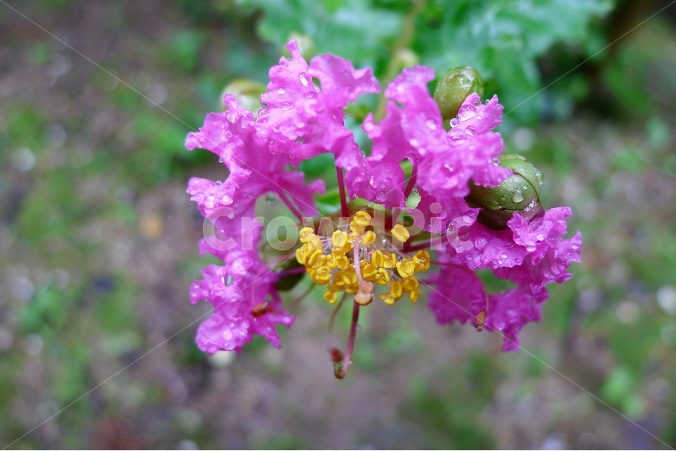 꽃,자연,식물,봄,정원,식물,자연,plants,nature,꽃,flower