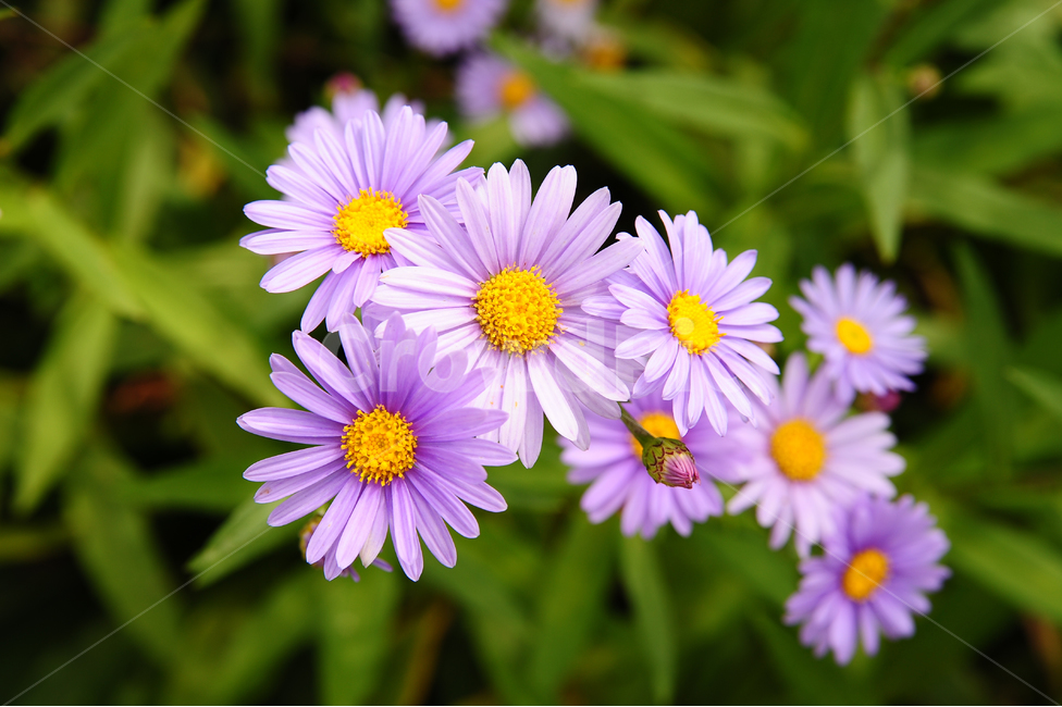 봉평,꽃,보라,노랑,초록,식물,자연,plants,nature,꽃,flower