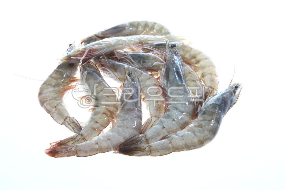 새우,흰다리새우,새우생물,새우재료,수산물,화이트새우,새우요리