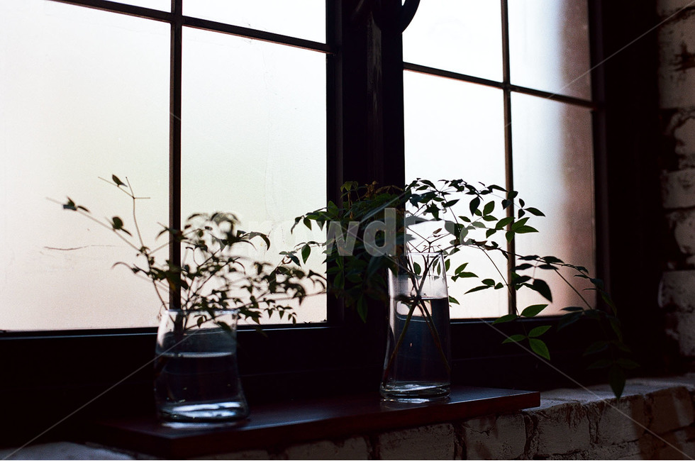 감성,감성사진,꽃,꽃사진,카페사진,카페,카페허쉬드,식물,자연,plants,nature,실내용화초,화분,화초,house plant,감성,sensible,feeling,인테리어,실내디자인,interior design
