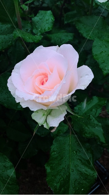 장미,핑크장미,장미한송이,꽃한송이,백장미,장미꽃