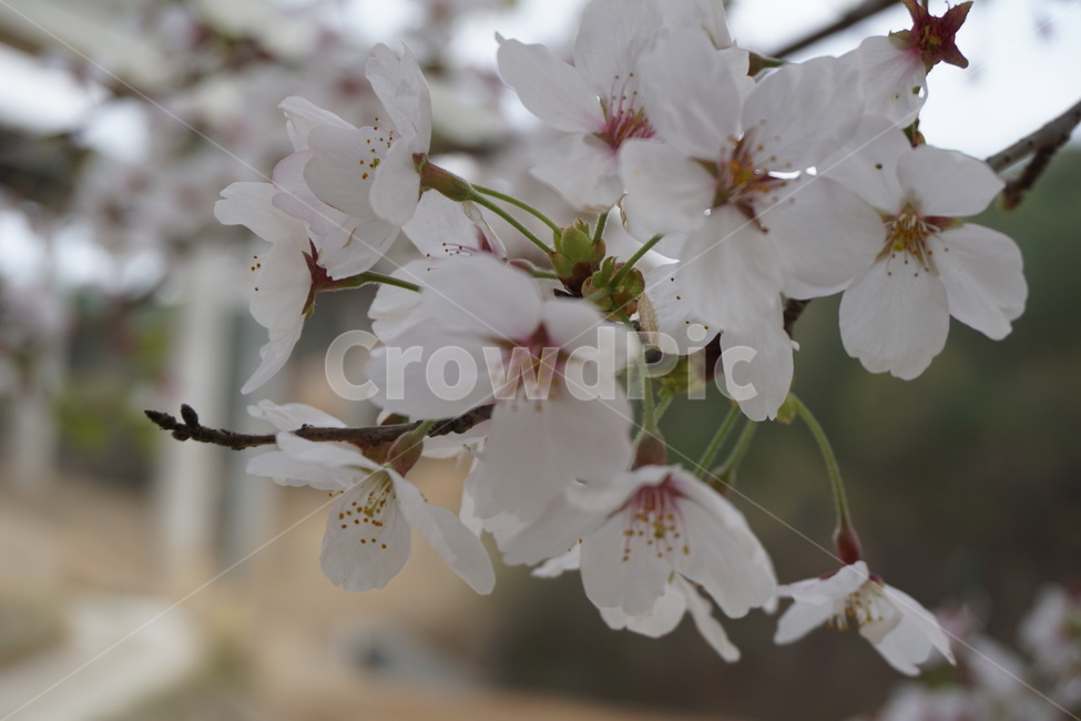 봄,벚꽃,흰색,화사함,꽃잎,벚꽃나무,봄,계절,spring,season,식물,자연,plants,nature,꽃,flower,plant,blossom