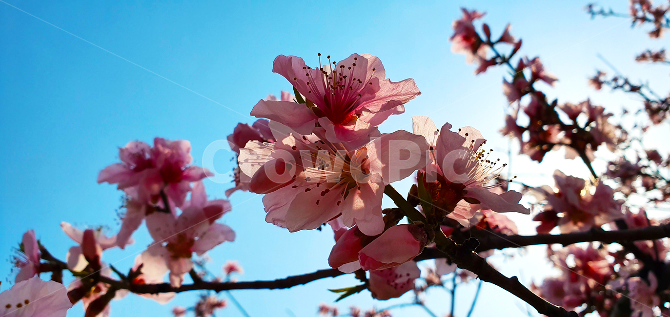 벚꽃,꽃,blossom,flower,plant