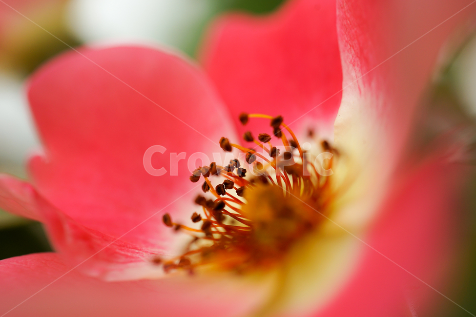 식물,plant,꽃,flower,꽃잎,장미,rose,식물,자연,plants,nature,꽃,flower