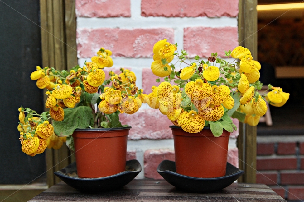 칼세올라리아,꽃,식물,화분,자연,배경,실내용화초,화분,화초,house plant