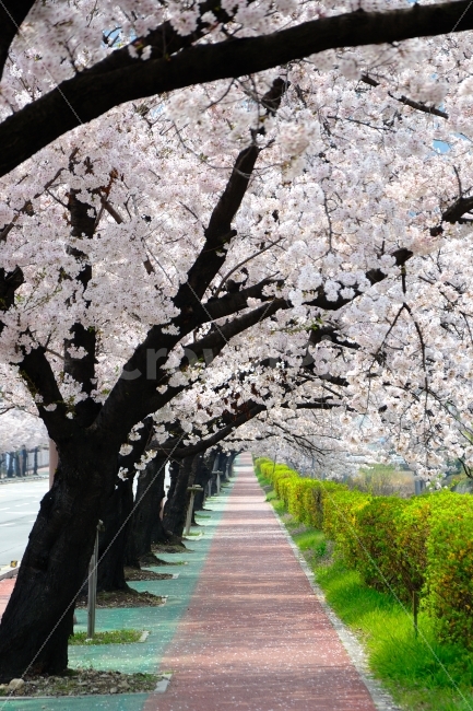 벚꽃,꽃,식물,풍경,나무,봄,봄,계절,spring,season,식물,자연,plants,nature,꽃,flower,plant,blossom,cherry blossom