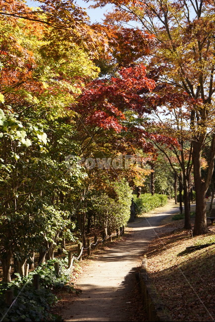 한국,가을,낙엽,단풍,소풍,공원,울산대공원,길,쓸쓸함,가을,계절,fall,autumn,season,tree,나무,plant,식물