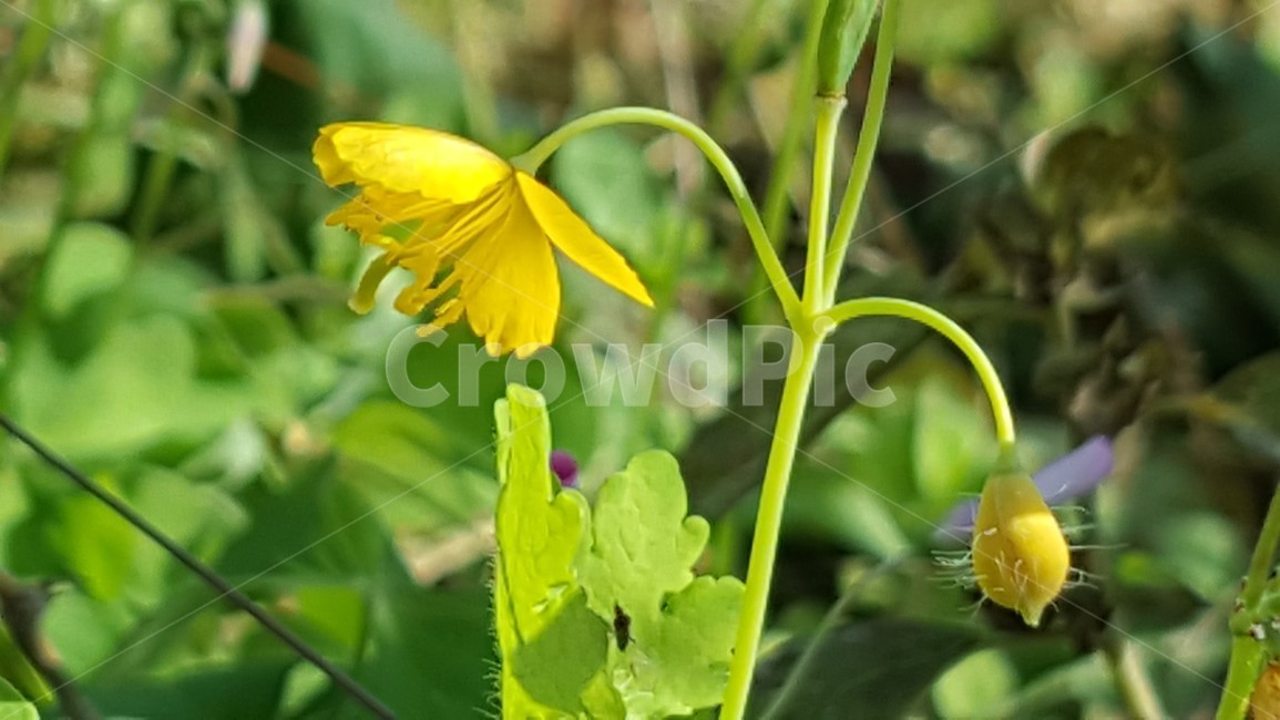 야생화,노랑꽃,애기똥풀,식물,자연,식물,자연,plants,nature,꽃,flower