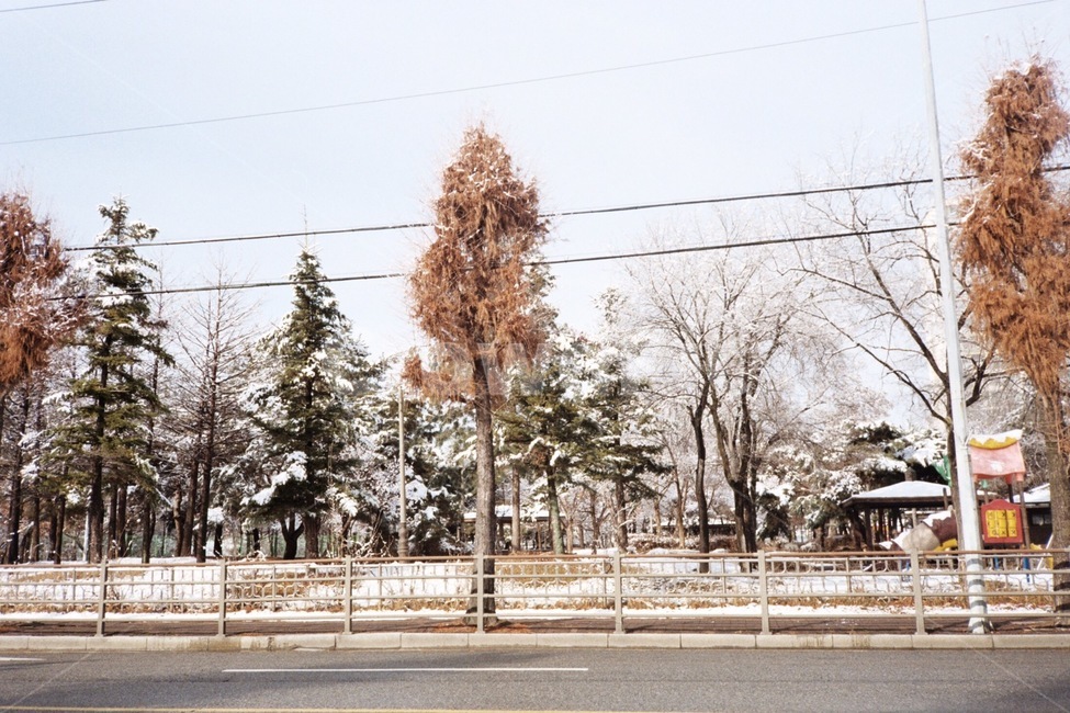 눈,첫눈,나무,겨울,도로,겨울,계절,winter,season,자연,풍경,nature,landscape,tree,plant,식물