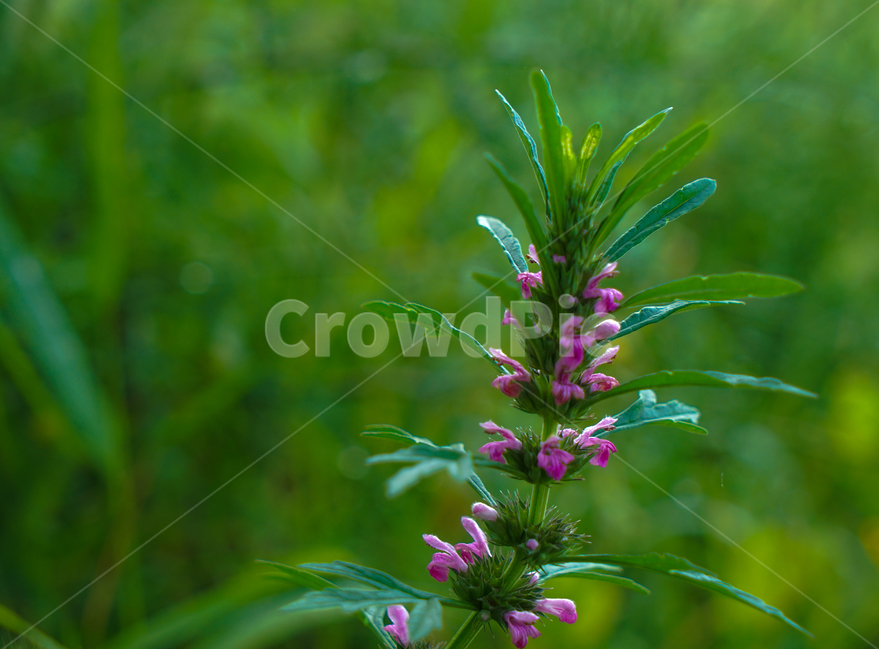 익모초,꽃,야생,익모초꽃,식물,자연,식물,자연,plants,nature,꽃,flower