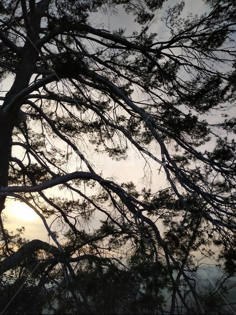 나무,석양,하늘,그림자,나뭇가지,자연,풍경,nature,landscape,식물,plants,나무,trees,wood,tree,plant,silhouette,실루엣,tree trunk,나무 줄기