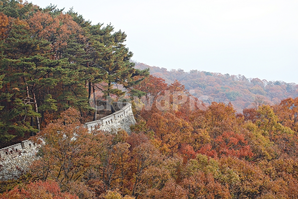 남한산성,성,성곽,단풍,낙엽,길,둘레길,숲,숲길,담,돌담,가을,자연,풍경,벽,울긋불긋,산성,식물,가을,계절,fall,autumn,season,자연,풍경,nature,landscape,outdoors,옥외