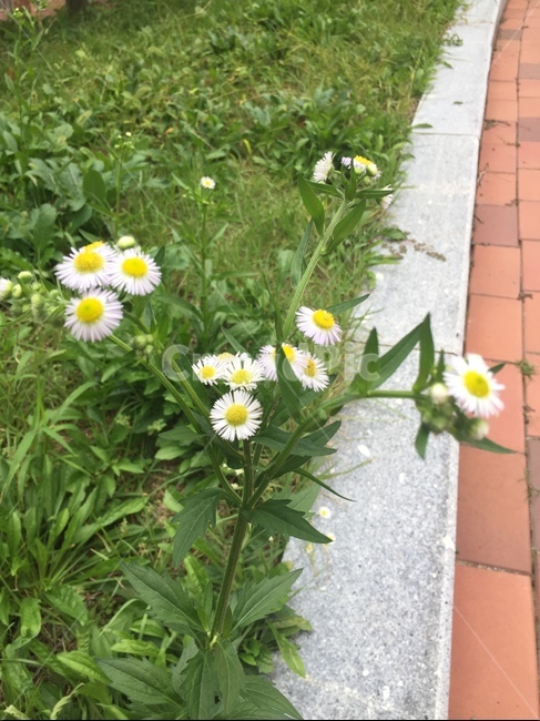 plant,식물,daisy,flower,daisies,데이지,blossom,꽃,식물,자연,plants,nature,꽃,flower