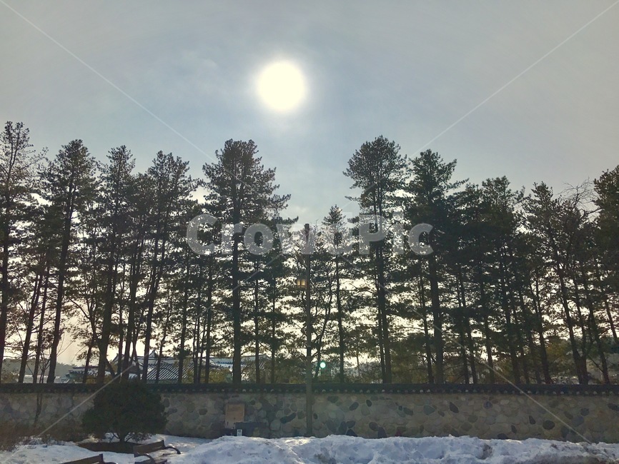 나무,태양,겨울,눈,tree,겨울,계절,winter,season