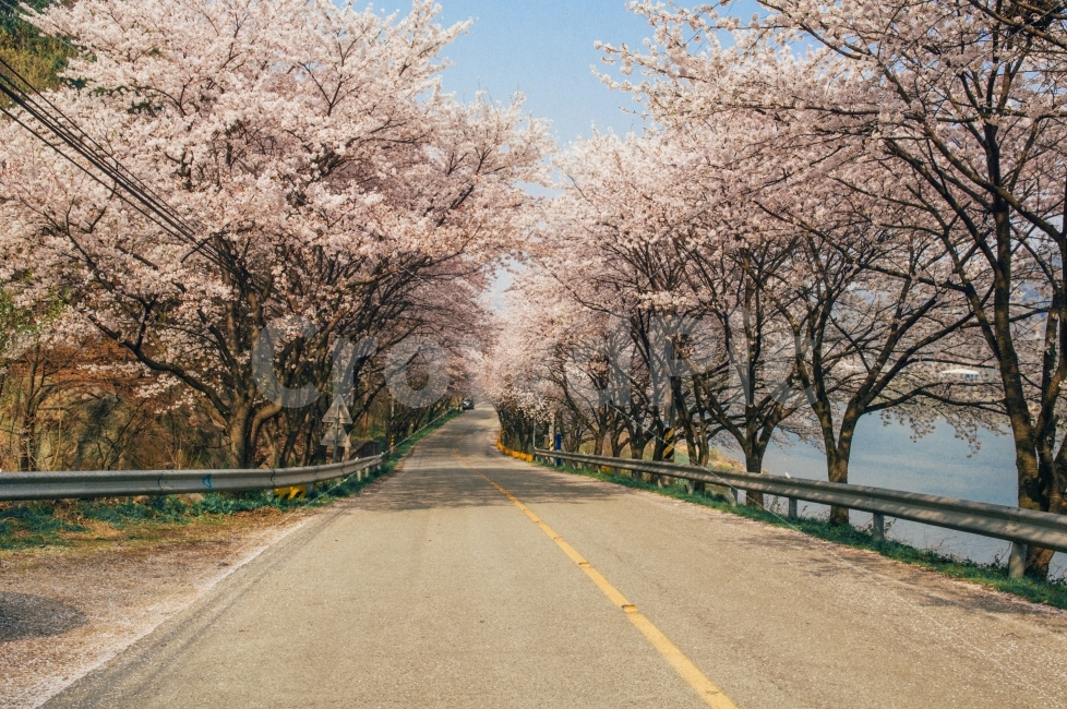 벚꽃,봄,따뜻함,길,도로,꽃,벚꽃엔딩,벚꽃만개,분홍,따스함,중앙선,아스팔트,자연,풍경,nature,landscape,봄,계절,spring,season,교통,교통수단,traffic,transportation