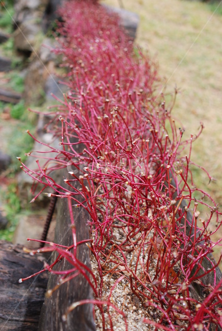 plant,식물,이끼,moss,꽃