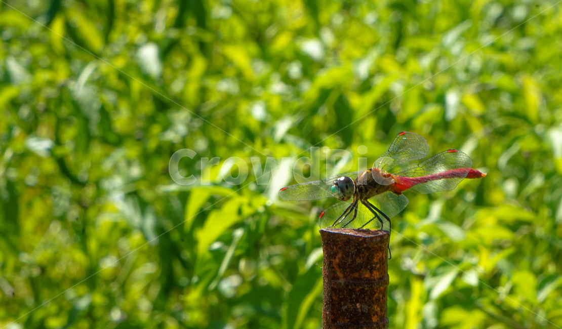 dragonfly,red dragonfly,wings,insect,compound eyes,Emotion,autumn