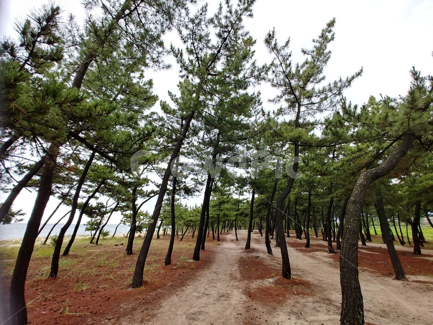 강원도,바다,솔밭,데크,소나무향,식물,자연,plants,nature,나무,trees,wood