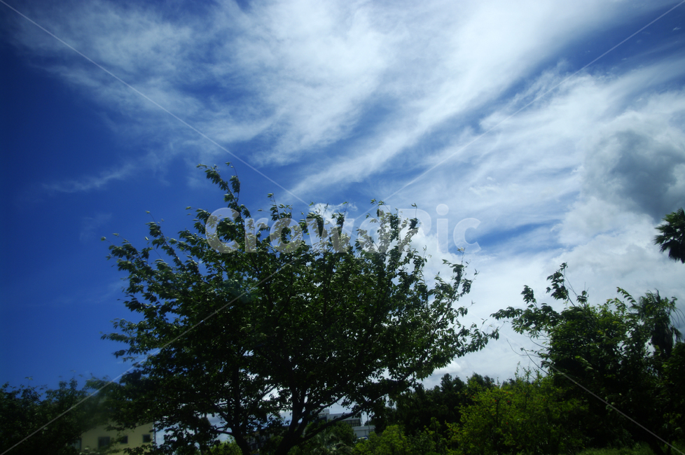하늘,구름,나무,풍경,sky,blue,자연,풍경,nature,landscape,outdoors,옥외,weather,날씨