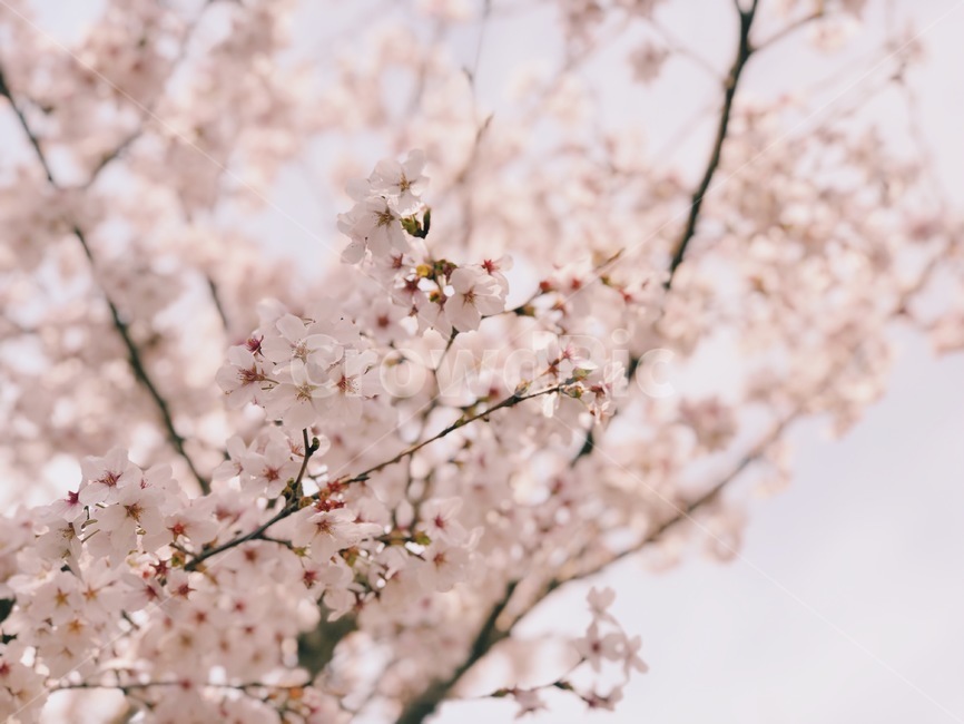 봄,벚꽃,봄꽃,cherryblossom,spring,봄,계절,spring,season,식물,자연,plants,nature,꽃,flower,plant,blossom