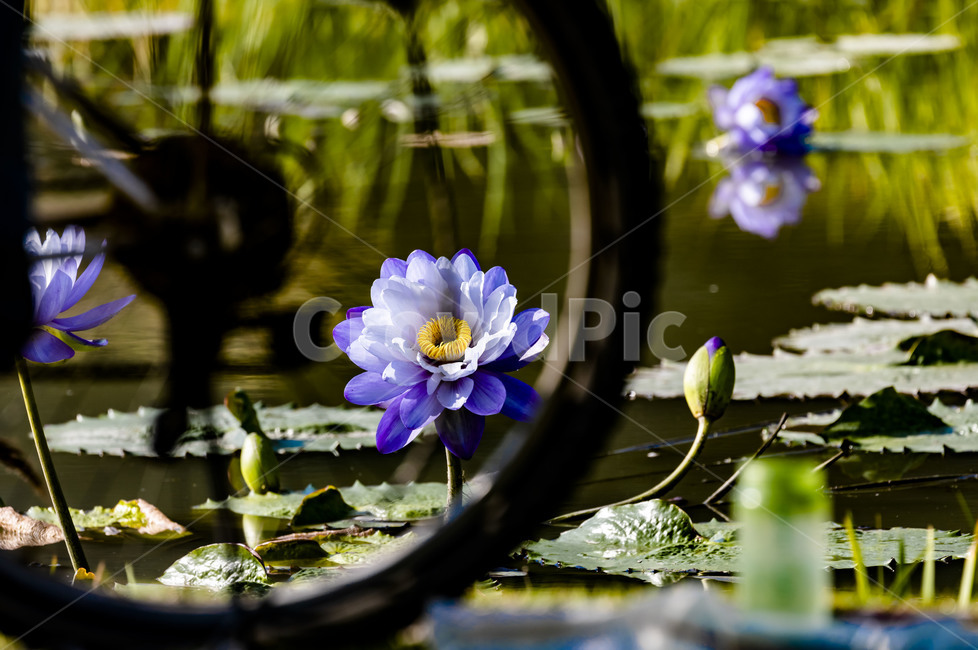 pond,humus plant,innocence,reflection,training,Lotus,flower,lotus leaf,plant,Emotion,marsh,water plants