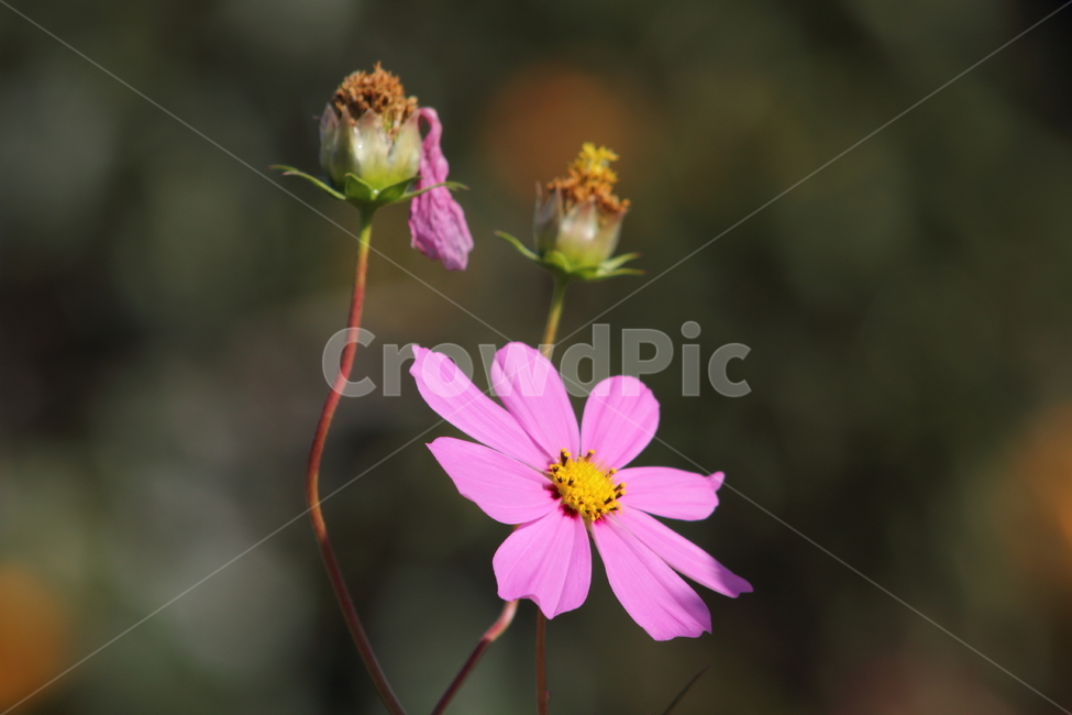 코스모스,꽃,식물,가을꽃,cosmos,가을,계절,fall,autumn,season,식물,자연,plants,nature,꽃,flower,plant,blossom,geranium,제라늄