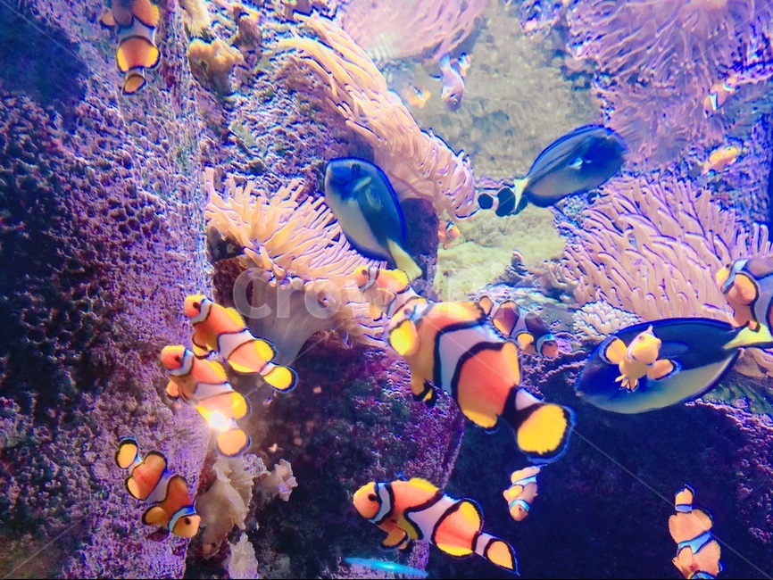 크라운피쉬,니모,물고기,아쿠아리움,열대어,동물,animal,어류,물고기,fish