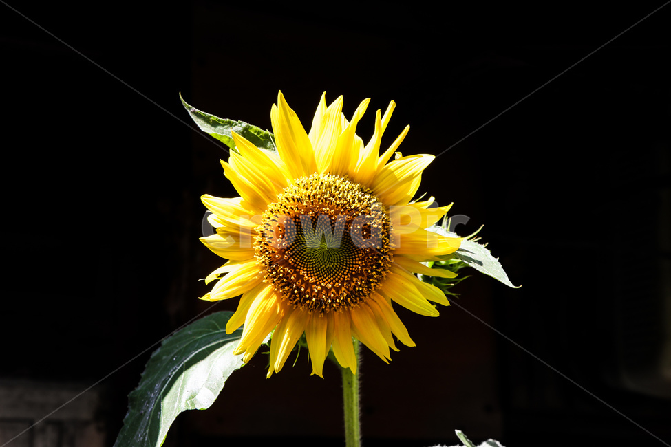 plant,식물,blossom,꽃,flower,해바라기,식물,자연,plants,nature,꽃,flower