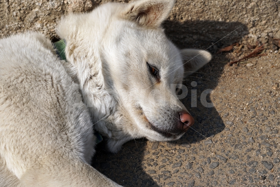 강아지,멍멍이,백구,흰둥이,개,진돗개,동물,애완견,애완동물,반려견,반려동물,시골,dog,animal,집지키는개,펫,pet,암컷,수컷,snap,snpshot,스냅,스냅사진,스넵,스넵사진,감성,감성사진,힐링,힐링사진,동물,animal,개,강아지,dog,doggy,포유류,mammal