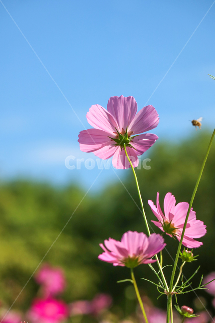 코스모스,가을,꽃,분홍꽃,식물,자연,꽃밭,꽃송이,분홍,핑크,계절,가을,계절,fall,autumn,season,식물,자연,plants,nature,꽃,flower,plant