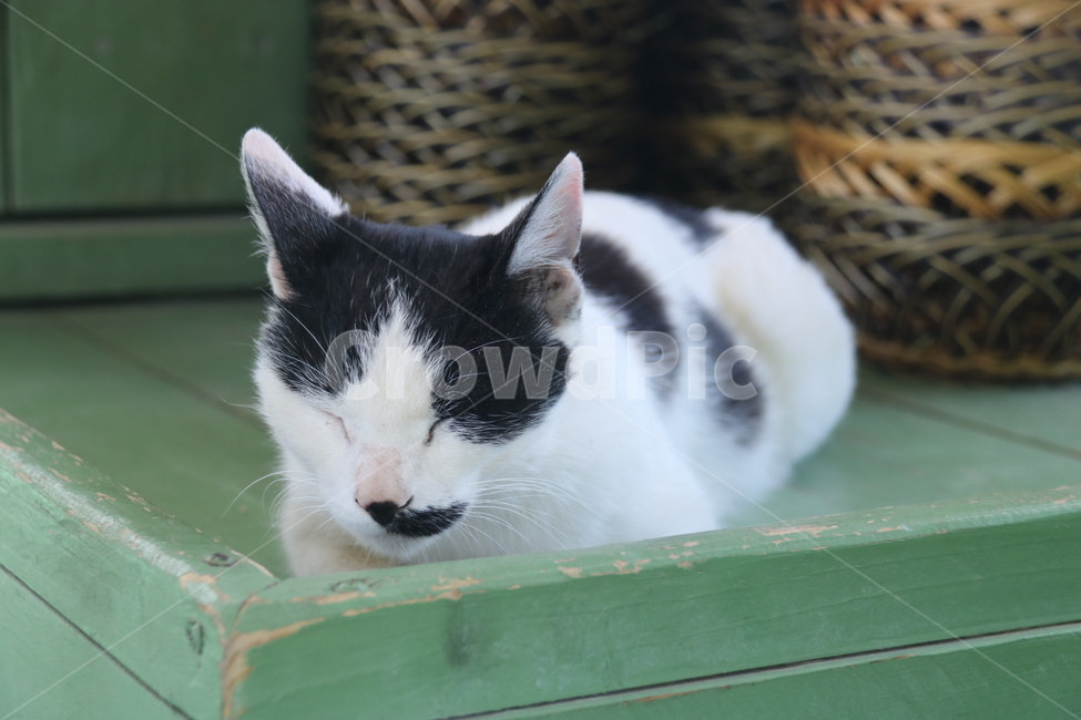 고양이,animal,동물,cat,점박이