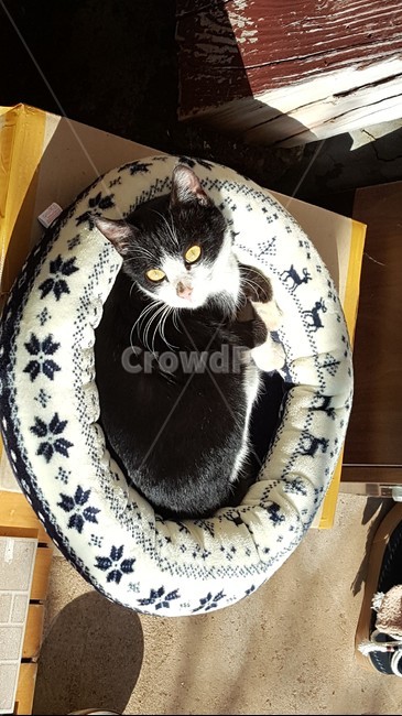 동물,고양이,따스함,편안함,귀여움,동물,animal,포유류,mammal,고양이,cat,kitten,kitty