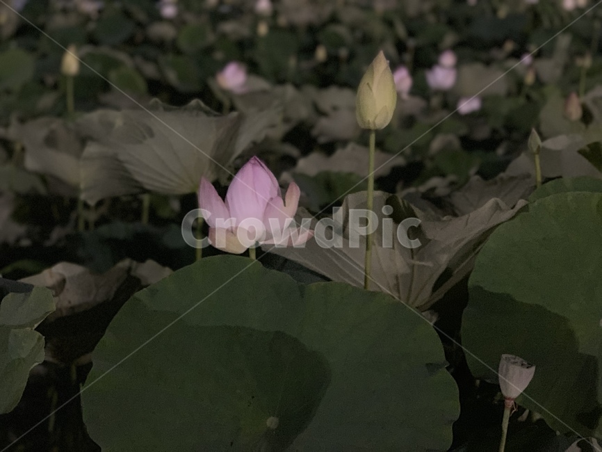 연꽃,꽃,flower,lotus,분홍꽃,분홍색,꽃봉우리