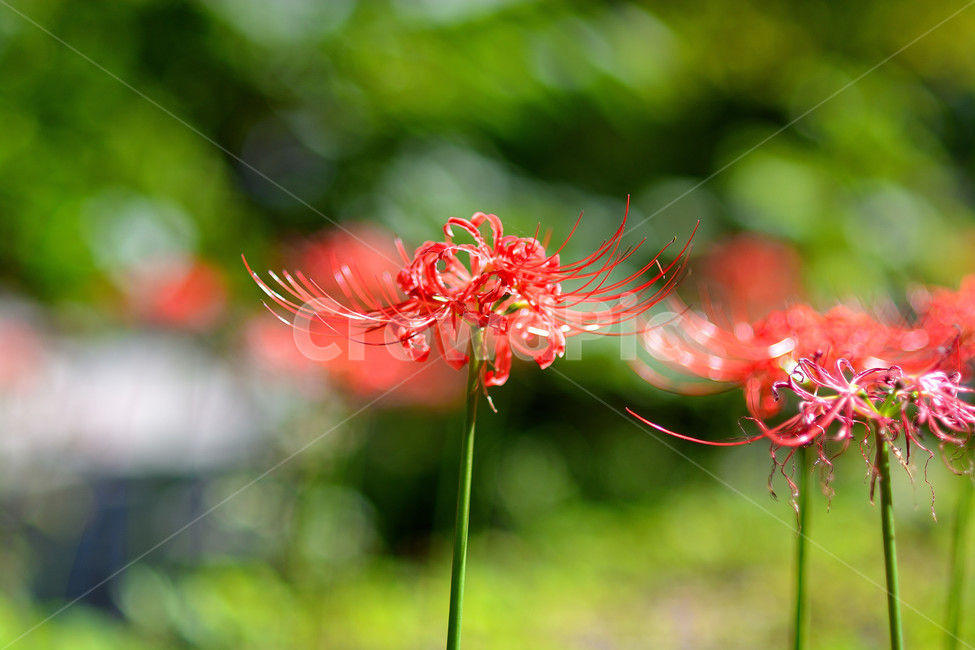 꽃무릇,꽃,식물,플라워,자연,식물,자연,plants,nature,꽃,flower